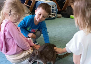 Mały kangur (pademelon tasmański) w otoczeniu dzieci.