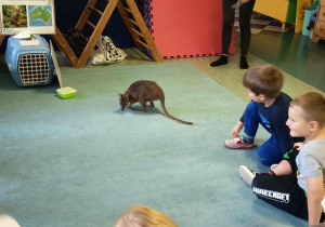 Mały kangur podczas edukacyjnych zajęć przyrodniczych z dziećmi.