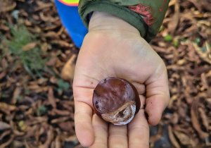 Chłopie prezentuje kasztana na swojej dłoni.
