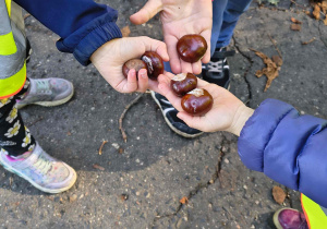 Dzieci prezentują kasztany zebrane do kącika przyrodniczego.
