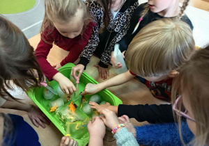 Dzieci polewają ukryte dinozaury w lodzie ciepłą wodą lub posypują solą.