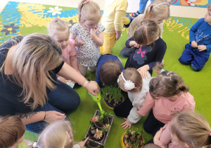 Dzieci obserwują jak nauczycielka podlewa hiacynty.