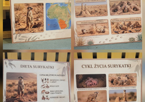 Prezentacja ilustracji z podstawowymi wiadomościami o surykatkach.