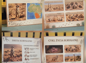 Zajęcia z surykatką Luckiem w grupie Pszczółek