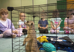Dzieci uczestniczą w zajęciach edukacyjnych z surykatką.