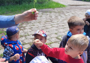 Dzieci oglądają roślinę o nazwie jaskier kosmaty.