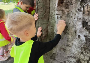 Dzieci dotykające i oglądające korę dużego drzewa w parku podczas zajęć edukacyjnych.