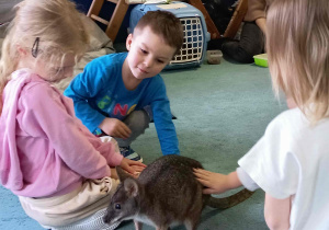 Mały kangur (pademelon tasmański) w otoczeniu dzieci.