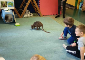 Mały kangur podczas edukacyjnych zajęć przyrodniczych z dziećmi.