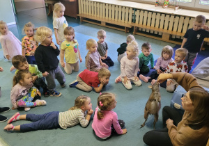 Dzieci patrzą jak kangur Wally chrupie marchewkę.